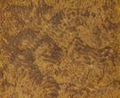 Fossil Pennsylvanian Microbial Mat - Oklahoma #113132-1